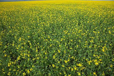 瞬移机制2D精准平台游戏《忍者明》Demo上线Steam，有奖速通活动开启！